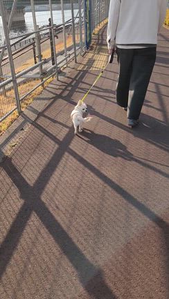 【panya+BUNZO】花酵母のベーカリー（２週連続訪問）の記事動画