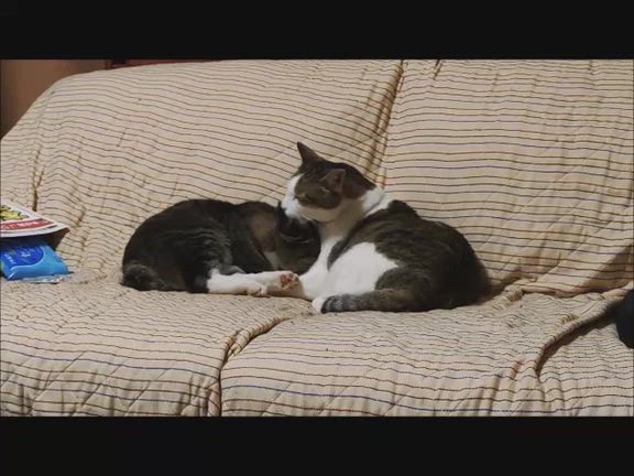 実家の稲刈りとにゃんズ ２０２５の記事動画