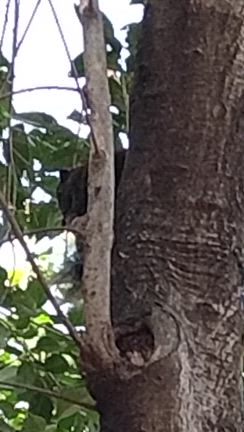 45／100  リスがいっぱいの記事動画