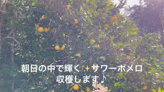 「2月のご褒美♪サワーポメロ収穫DAY」の記事動画
