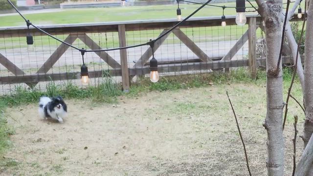 プチファミリー会の記事動画