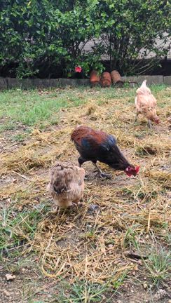 おすそ分けの記事動画