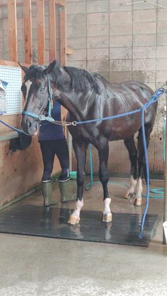 「柵」が無くなって、さよなら『よつば乗馬クラブ』本日、最後の騎乗でした。の記事動画