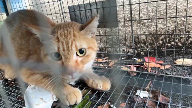 ＊捜索終了‼️無事に捕獲されました《脱走》茶トラ・長しっぽのミルクを探しています！の記事動画