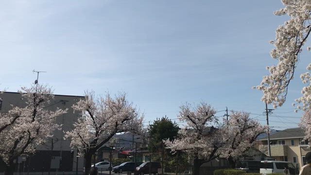 桜の写真の記事動画