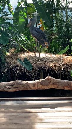 神戸どうぶつ王国へ行ってきた３の記事動画