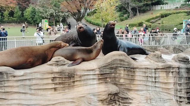 久しぶりの東山動植物園その➃の記事動画