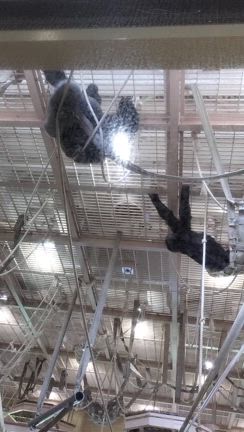 名古屋旅2日目　動植物園と城とひつまぶしの記事動画