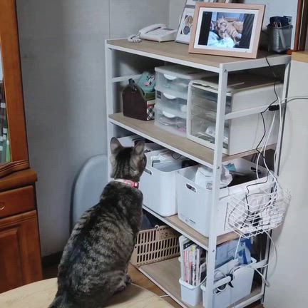 3/25(水)・今日の2人ぼっち( ´∀`)人(´∀` )北海道①・千歳小樽札幌♪の記事動画