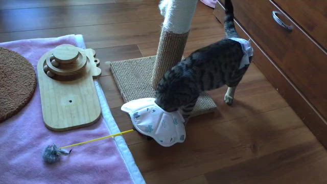 めるるのことの記事動画