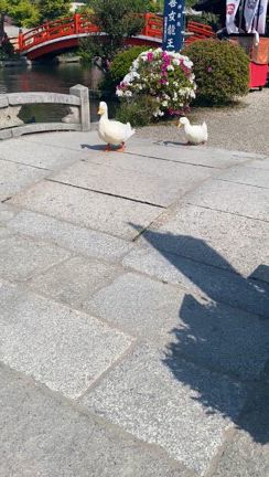 アヒル日記（2025.4.30）の記事動画