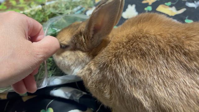 ラビファンお土産　モカ編の記事動画