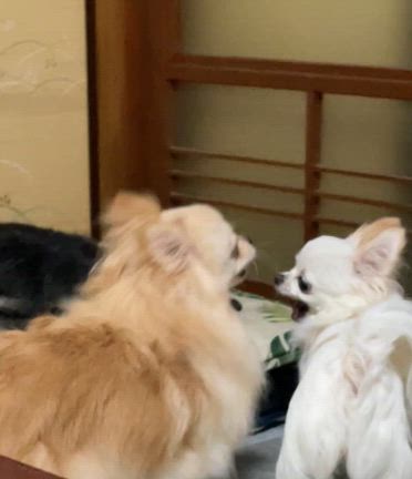 うちの子との気づきが人生を変える♡〜意識と現実の関係〜の記事動画