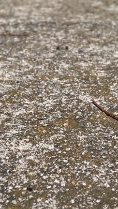 ★神さまのお使い　今津　八大龍王の記事動画