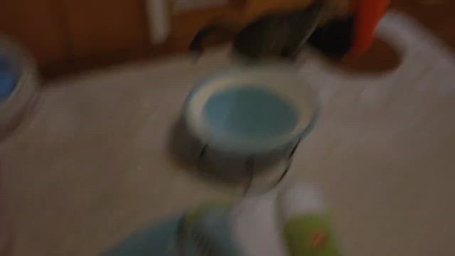 血液検査の結果はFIP…『めるる』の記事動画