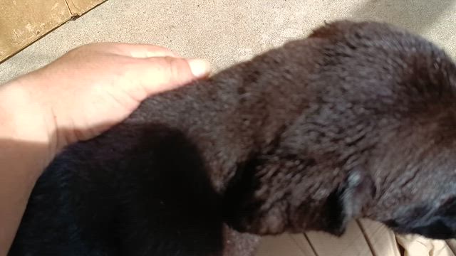 ラブラドールレトリバーのオーナーさんを募集中です。の記事動画