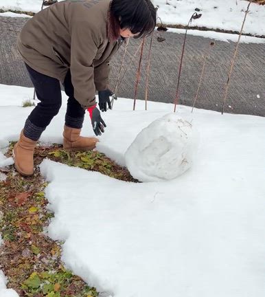 ２５年ぶりの雪だるま作りの記事動画