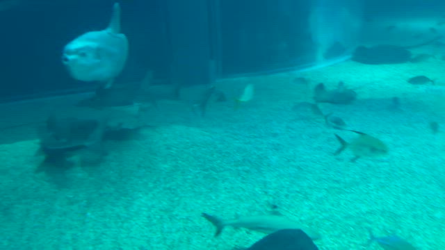 海遊館の生き物たち、やっぱ大阪だからか？？の記事動画