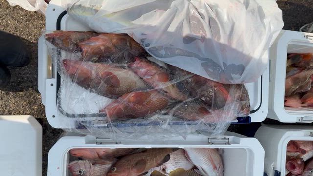 一つテンヤ‼️の記事動画