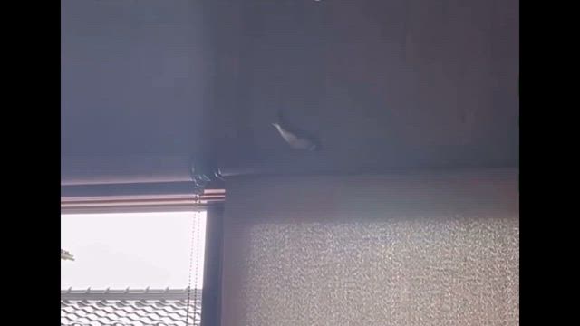 うまく行く予感の記事動画