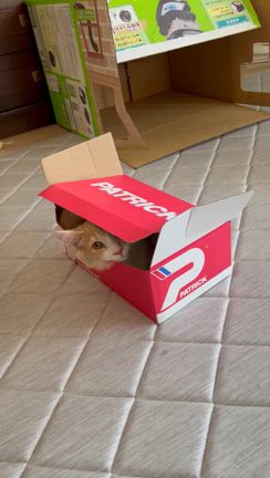 イタズラが好きすぎるネッコの記事動画