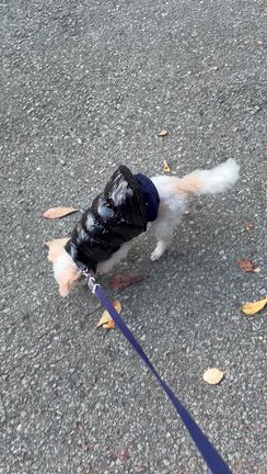 フォレストヴィレッジでしゅよ〜( ^ω^ )の記事動画