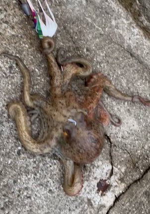 2025年6月17日ショアタコエギング朝練、良い型。の記事動画