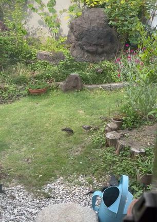 鳥がたくさん来ていますの記事動画