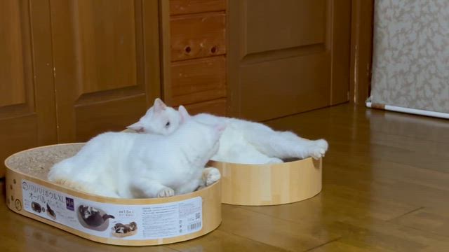 急に寒くなりましたの記事動画