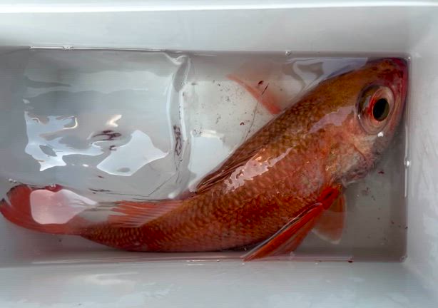 焼津ハーバー　天陽まる　とはの記事動画