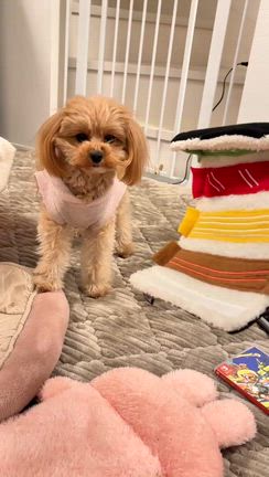 サンタさんがやってきたの記事動画