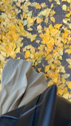 美しい道の記事動画