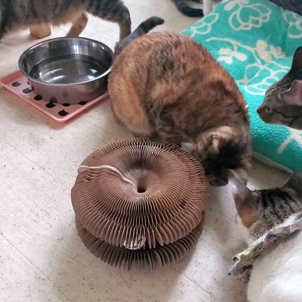 シェルターにいる大人猫の日常2025㉓＆6月のカレンダーです♪の記事動画