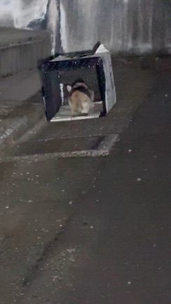 子猫を保護、、、よく頑張った‼️の記事動画