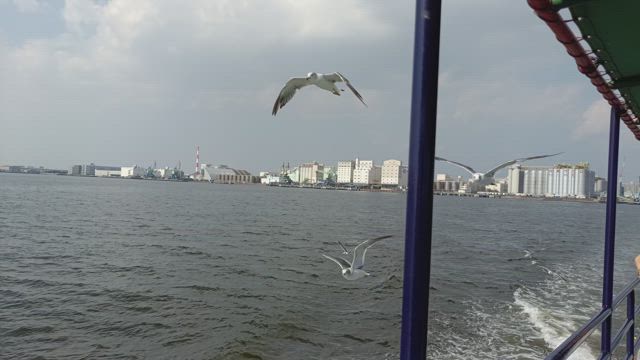 【山にも海にも❢】子どもと学んだお猿さんのことと、子どもに残すお墓のことの記事動画