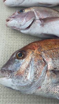 ２月２８日（水）鯛サビキ、フグ釣りの記事動画