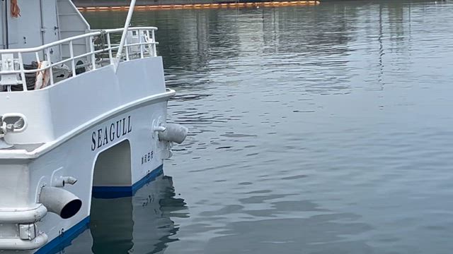 5月18日、こんなところにイルカがいました。の記事動画