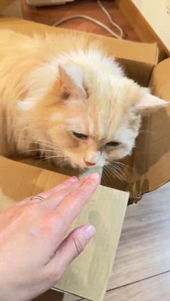 【乳癌手術退院後2m4w③】誕生日/採卵！がん生殖ラスト3クール目/抗がん剤前心臓検査聖マリの記事動画