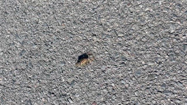 朝の来訪者、なぜ飛ばないの？の記事動画