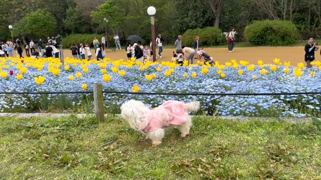 2025年4月20日　春はお花が綺麗だねの記事動画
