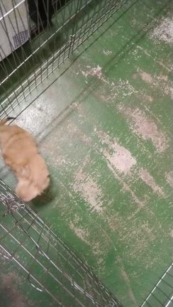 チワワと柴犬の動画ですの記事動画