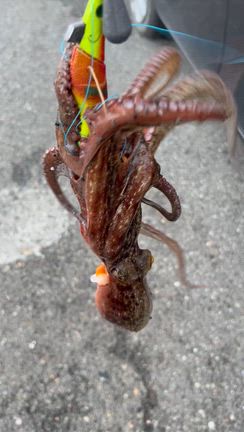 リブログ、タコが車内で脱走、恐怖で焦った❗️の記事動画