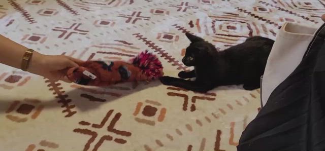 第１回＆第２回譲渡会報告(^^♪の記事動画