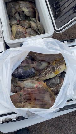 カワハギ‼️の記事動画