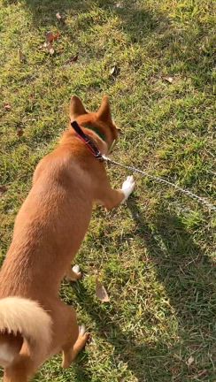 teamKARだより2024年11月号その4の記事動画