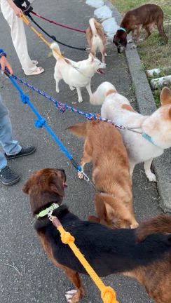 この仔達の未来をの記事動画