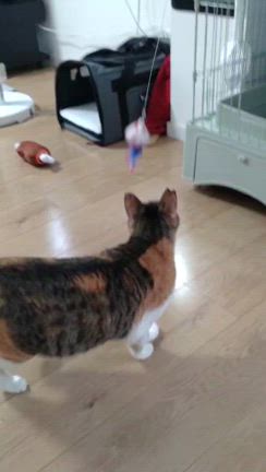 白血病のみけこ、卒業の記事動画