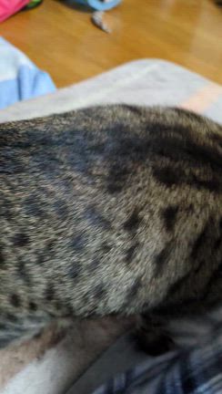 クマったセット釣り？新ベラバクバク？？？IN「ひだ池」クリエイト例会の記事動画