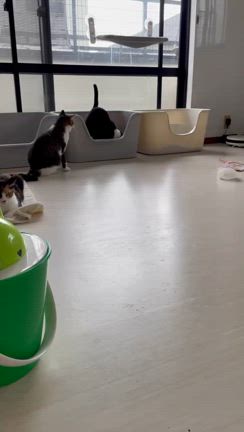 夜の来訪の記事動画