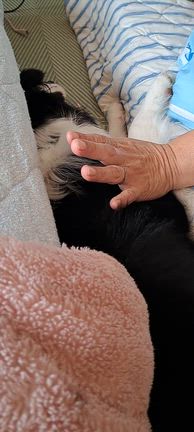 預かりの様子、の記事動画